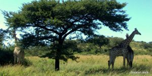 Three giraffe stand in the shade of a scented thorn tree.
