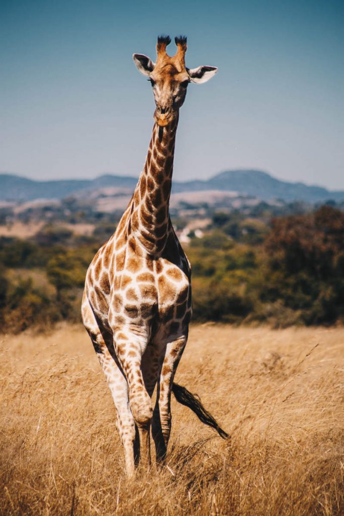 Male giraffe walking through the African veld towards the camera.