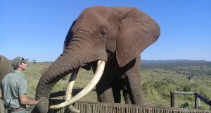 A ranger stands in front of an ellephant at a small wooden fence