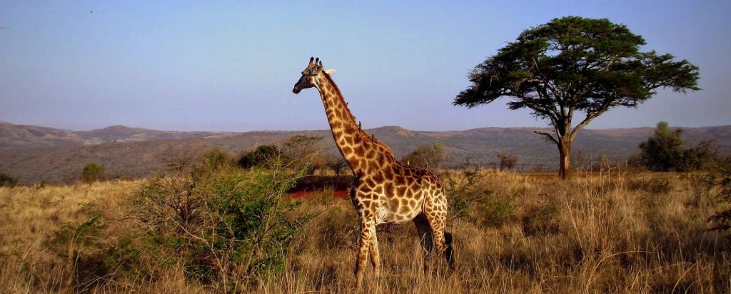 A giraffe strolls along a ridge win the late afternoon