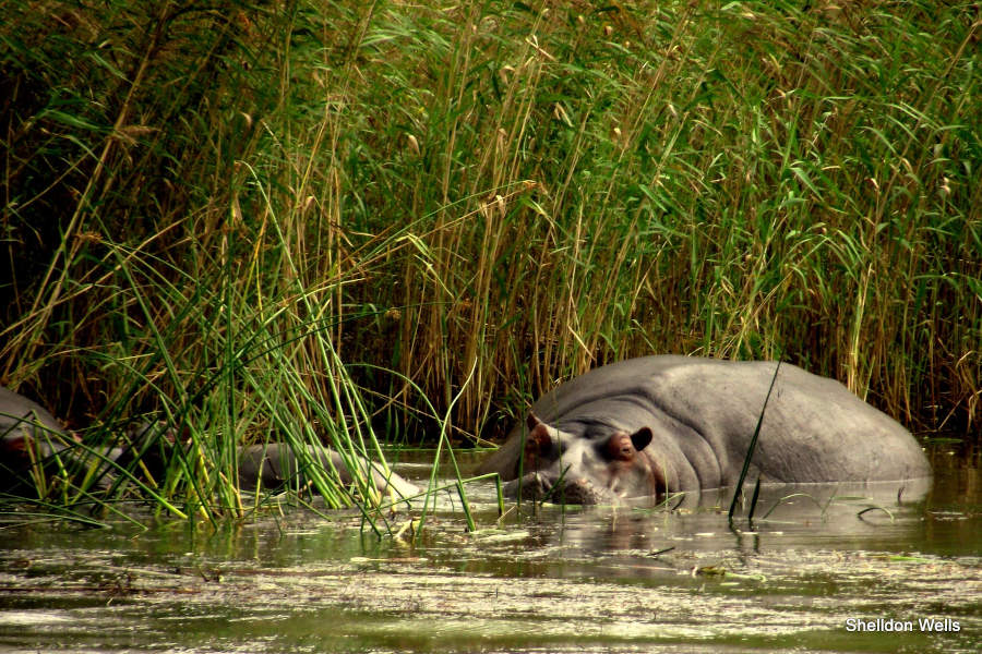 A hippo wallows near reeds in the St Lucia estuary in iSimangaliso wetlands park..