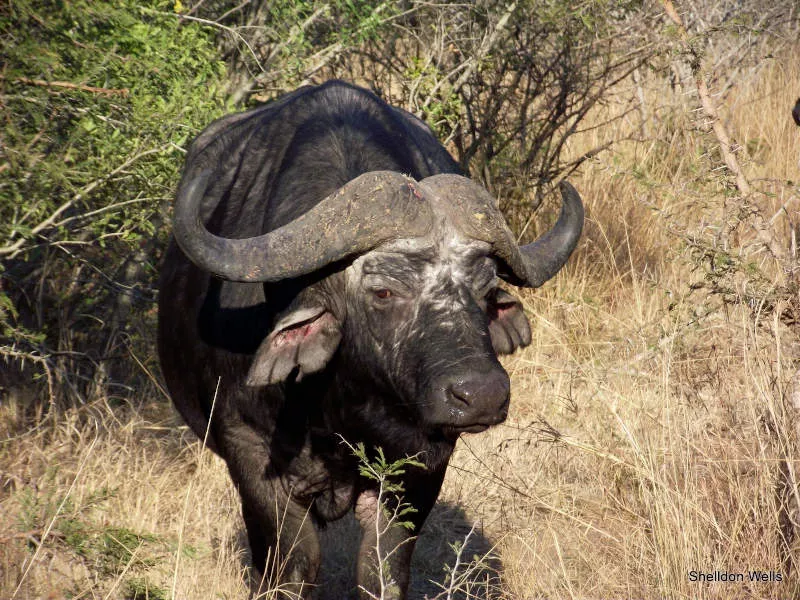 An African buffalo stands in the long grass and stares at the camera