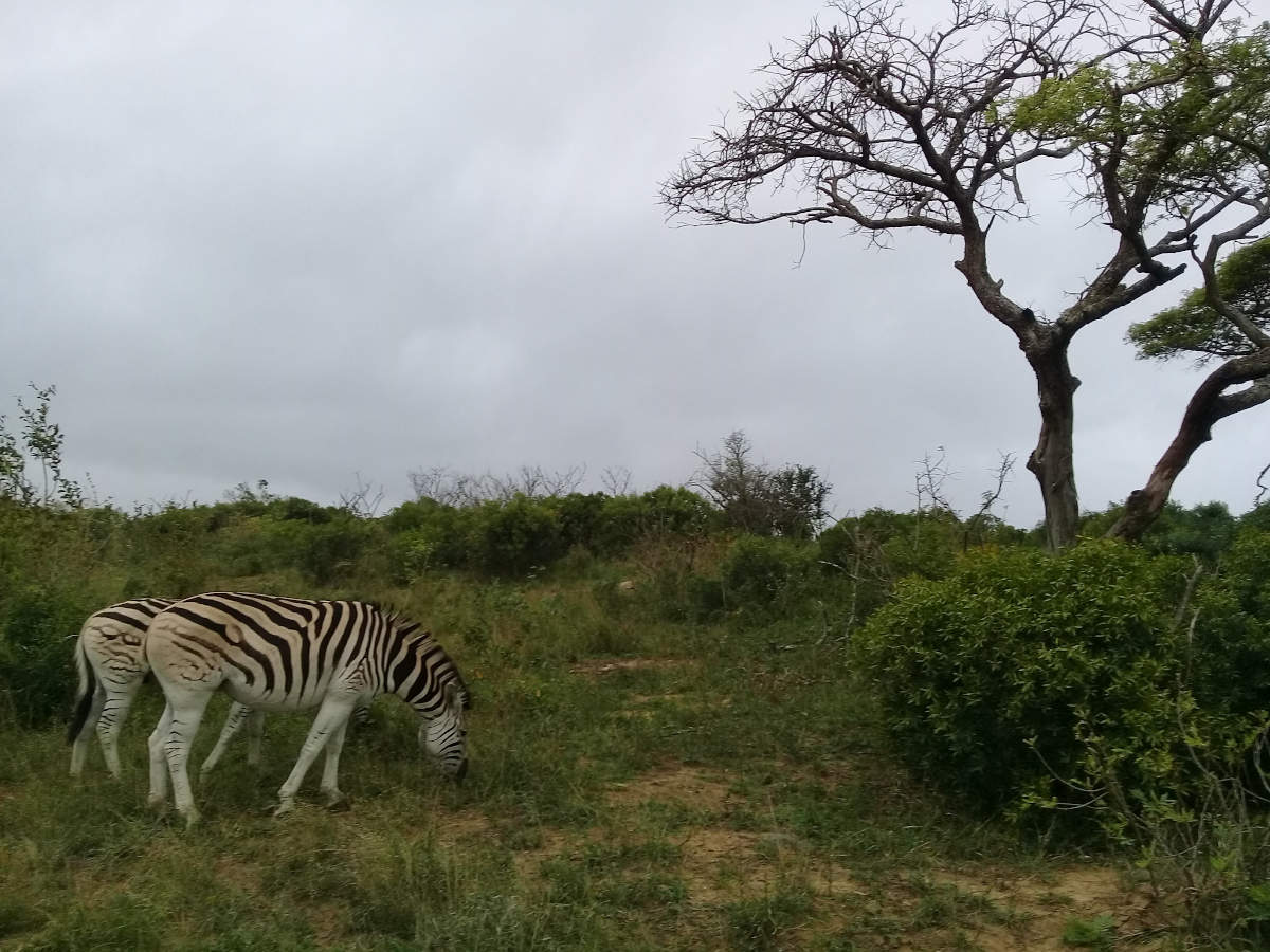 Two zebra are grazing garss on the top of a hill with a tree nearby