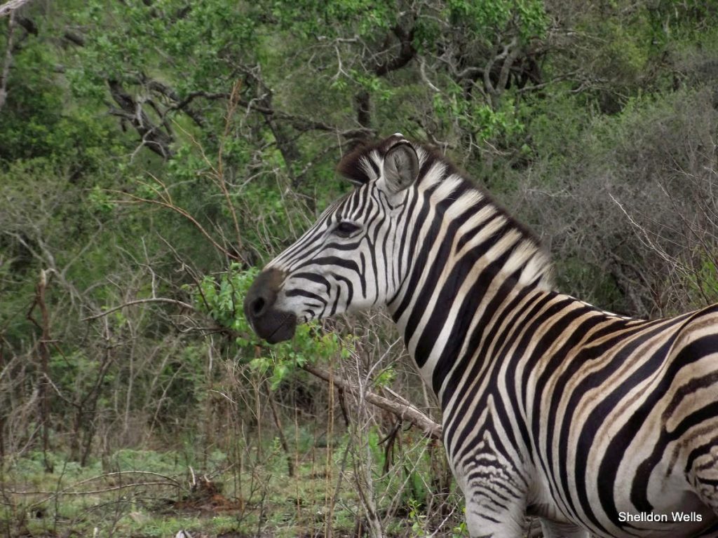 A zebra stands sideways and poses for the photographer