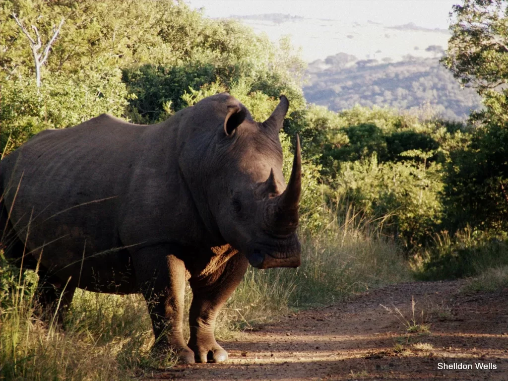 A white rhinocerous stands on a dirt track facing the camera