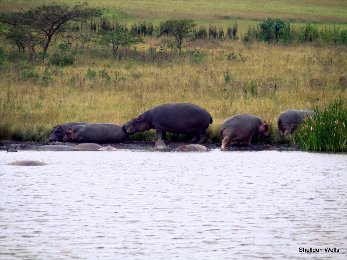 a pod of hippo stand on the shores on an estuary