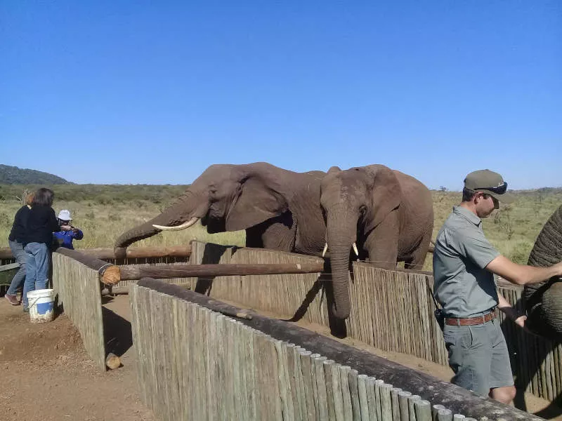 Two African elephant stand facing a short wooden fence and reach out with their trunks to visitors who stand nearby with food.