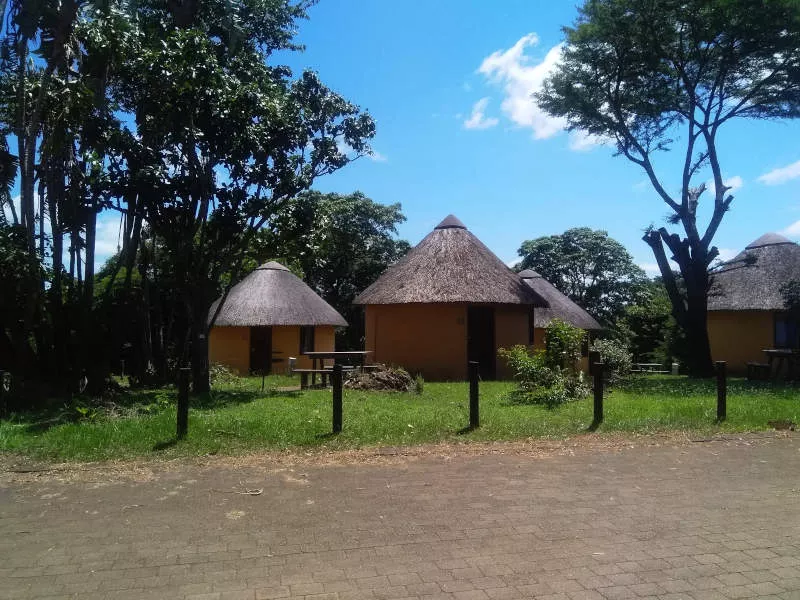 A stand of 4 traditional round houses or rondavels in a game reserve