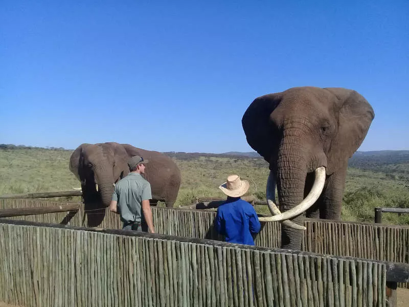 Two elephant stand near each other while two men stand watching the elephant separated by a wooden fence. The men are game rengers.