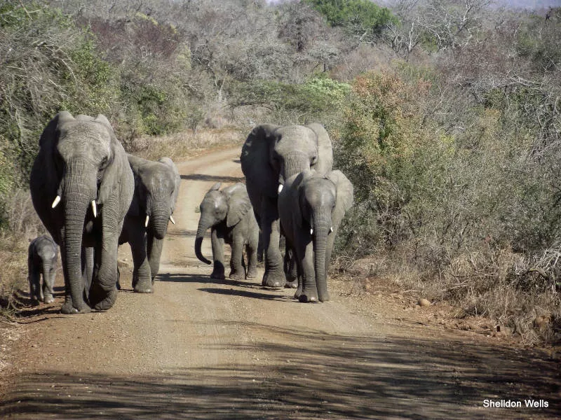 A herd of 6 elephants including a young calf walk towards the photographer on a dirt road that has African bushes and growing along side.