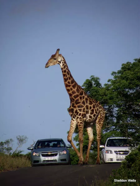 A tall giraffe walks sedately along an asphalt road as two motor vehicles wait for the giraffe to pass.