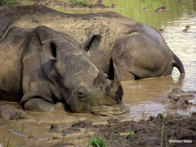A white rhinoceros lies in a mud hole, sleeping gently while a second rhino is half hidden away.