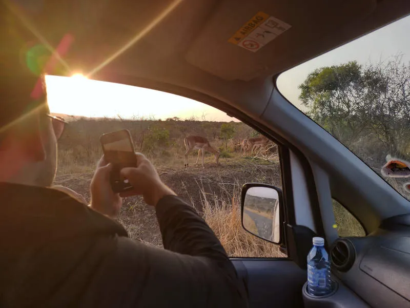 A man is seated in the passenger seat of a vehicle. He uses his cellphone to take a picture of some impala antelope grazing nearby. It is late afternoon and the sun shines into the vehcile.