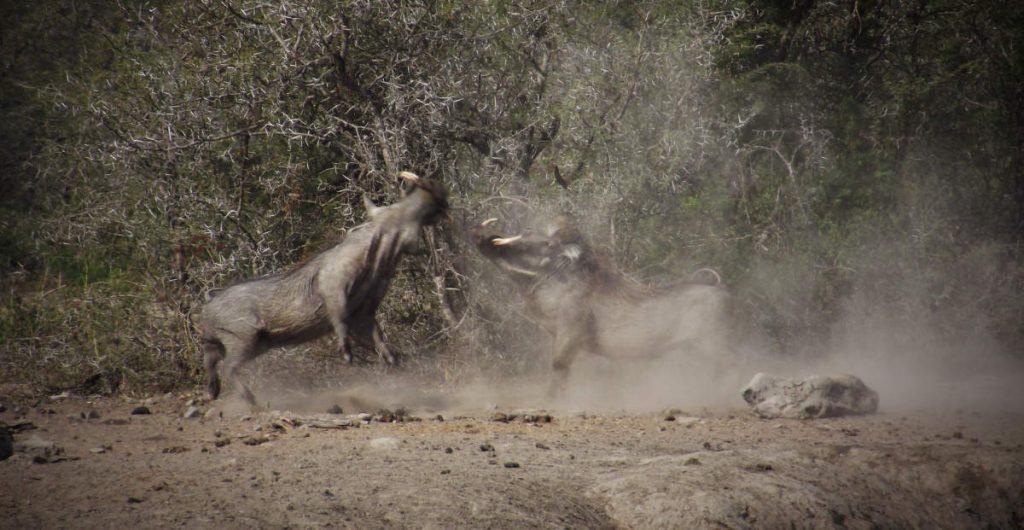 Two warthog are wrestling which is kicking up dust