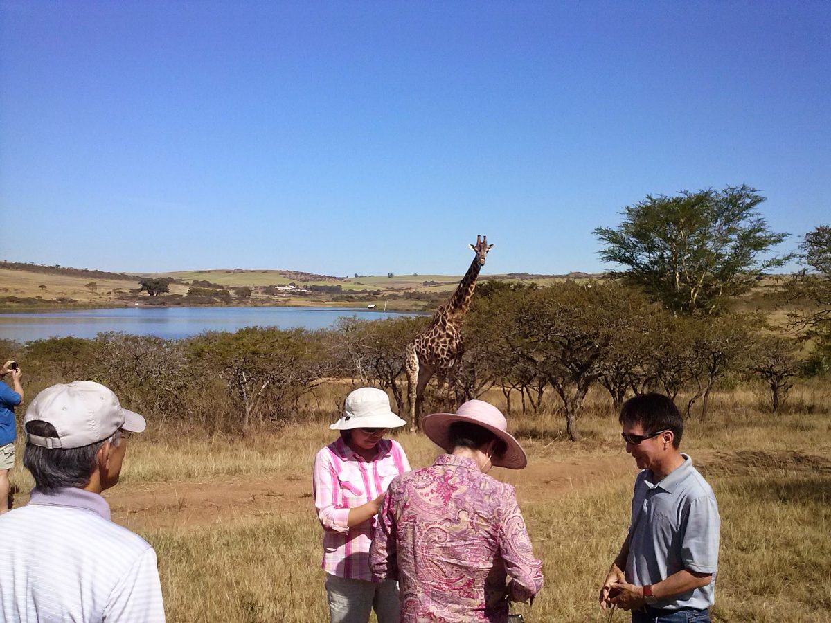Four Asian people stand in the fore ground as a giraffe stands in the background watching them