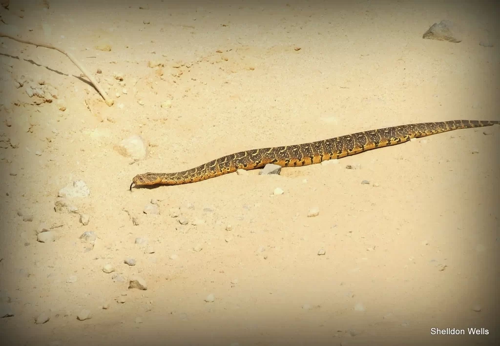 A fat snake called a puffadders makes it's way across a toad.