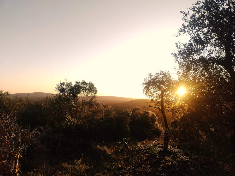 A setting sun filters through and African acacia tree creating a warm yellow light