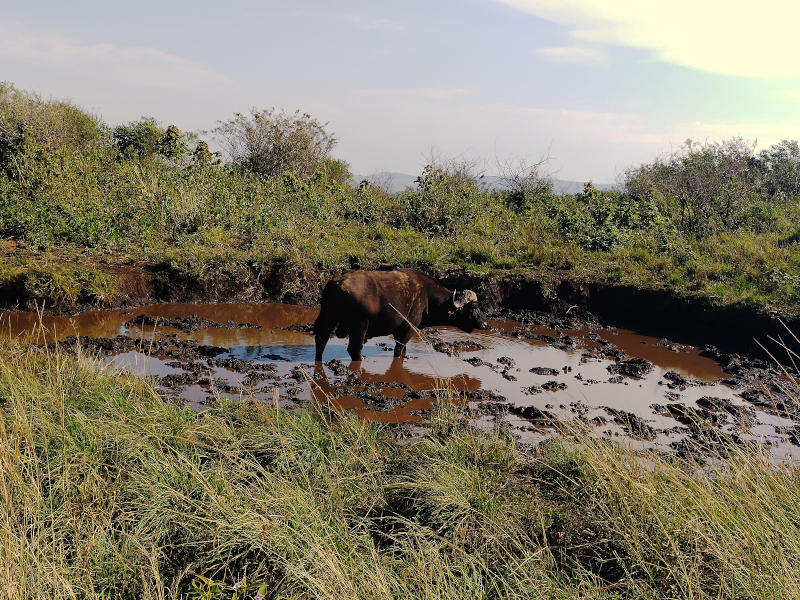 A male buffalo tries to decide where to lay down n a mud wallow