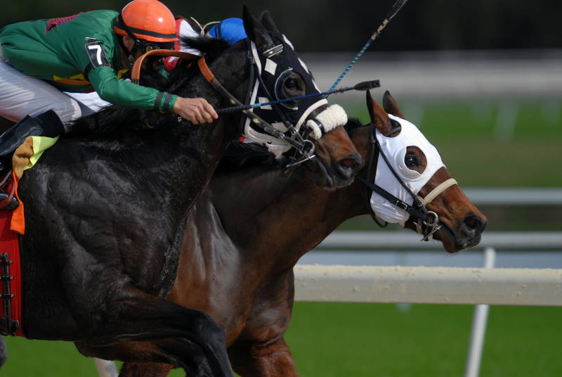 Two horses race side by side as their colourfully dressed jockey's urge the horses on.