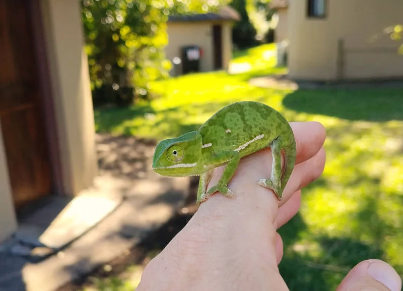 A Flap Necked Chameleon sits on a persons finger.