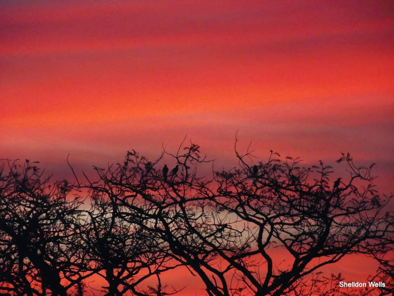 Deep red, orange and purple skies are the backdrop to Glossy Starlings that are at the top of leafless trees. Taken in winter.